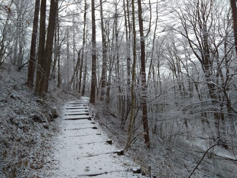野鳥の森、軽井沢冬景色