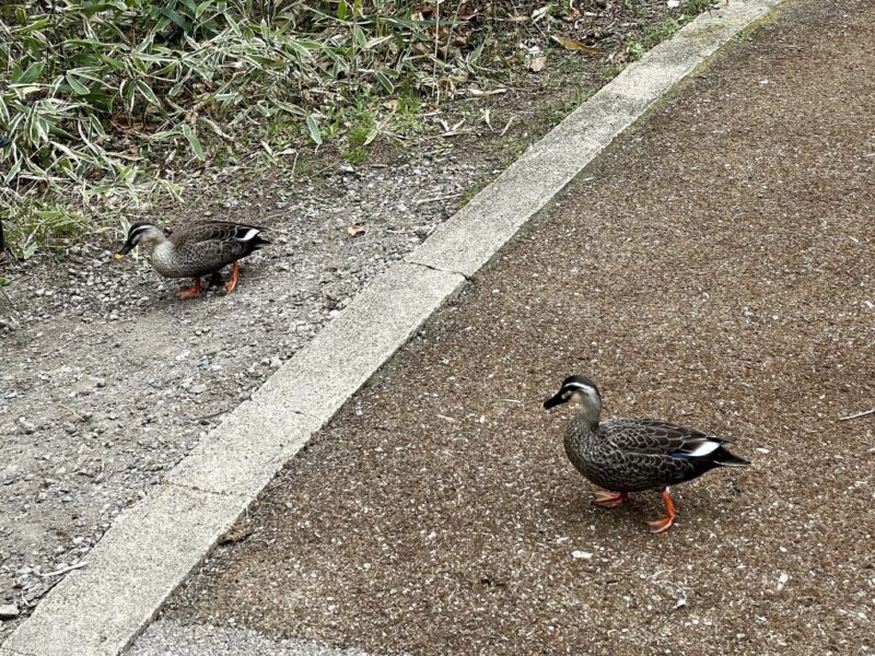 軽井沢の遊歩道で出会った鴨