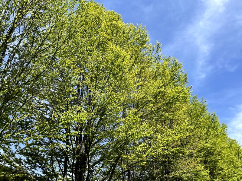 5月の軽井沢は新緑が素晴らしい・カツラ