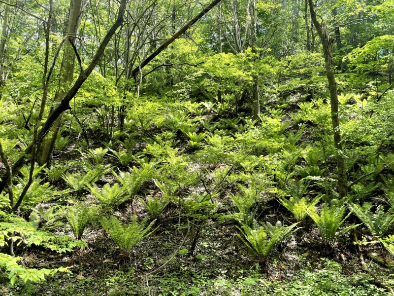 新緑の軽井沢野鳥の森で育つシダ