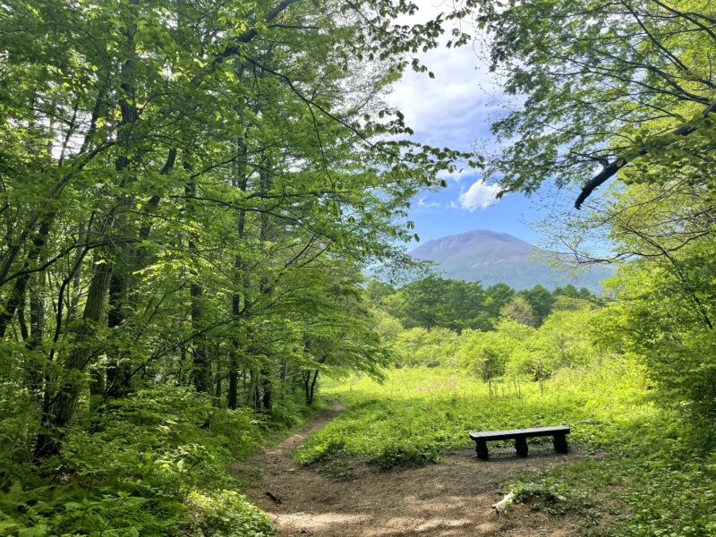 新緑の軽井沢野鳥の森から見える浅間山