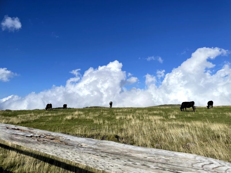 美ヶ原高原で牛たちの営みを見て心が穏やかになる
