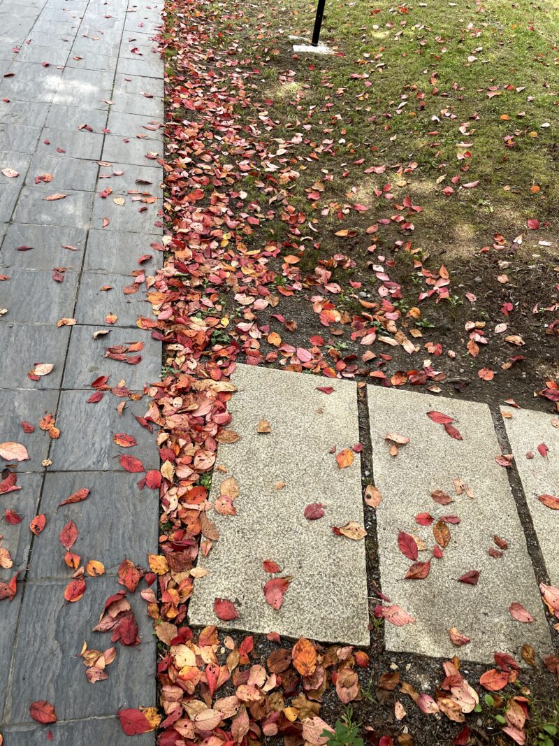 星野温泉トンボの湯前に広がる赤い落葉
