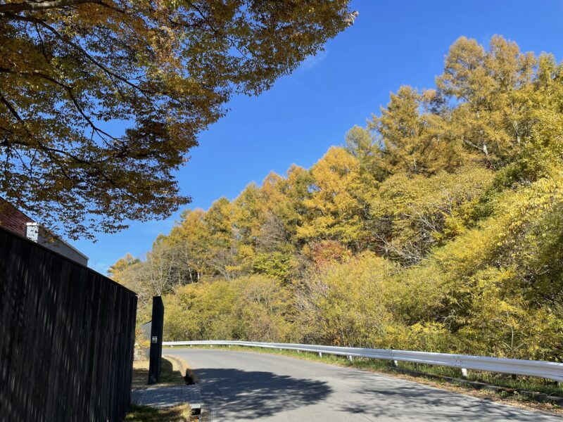 10月末の軽井沢は既にカラマツも黄葉