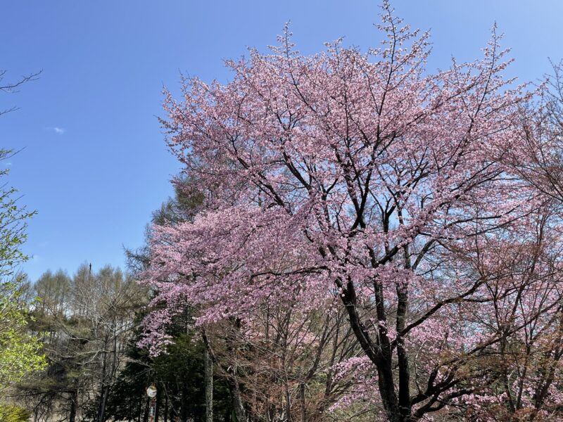 軽井沢の山桜