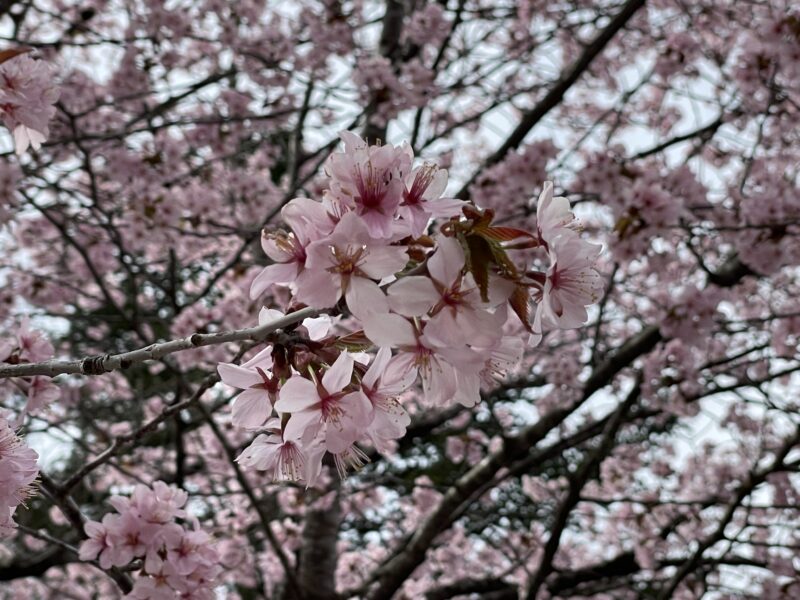 軽井沢星野エリアの山桜は満開
