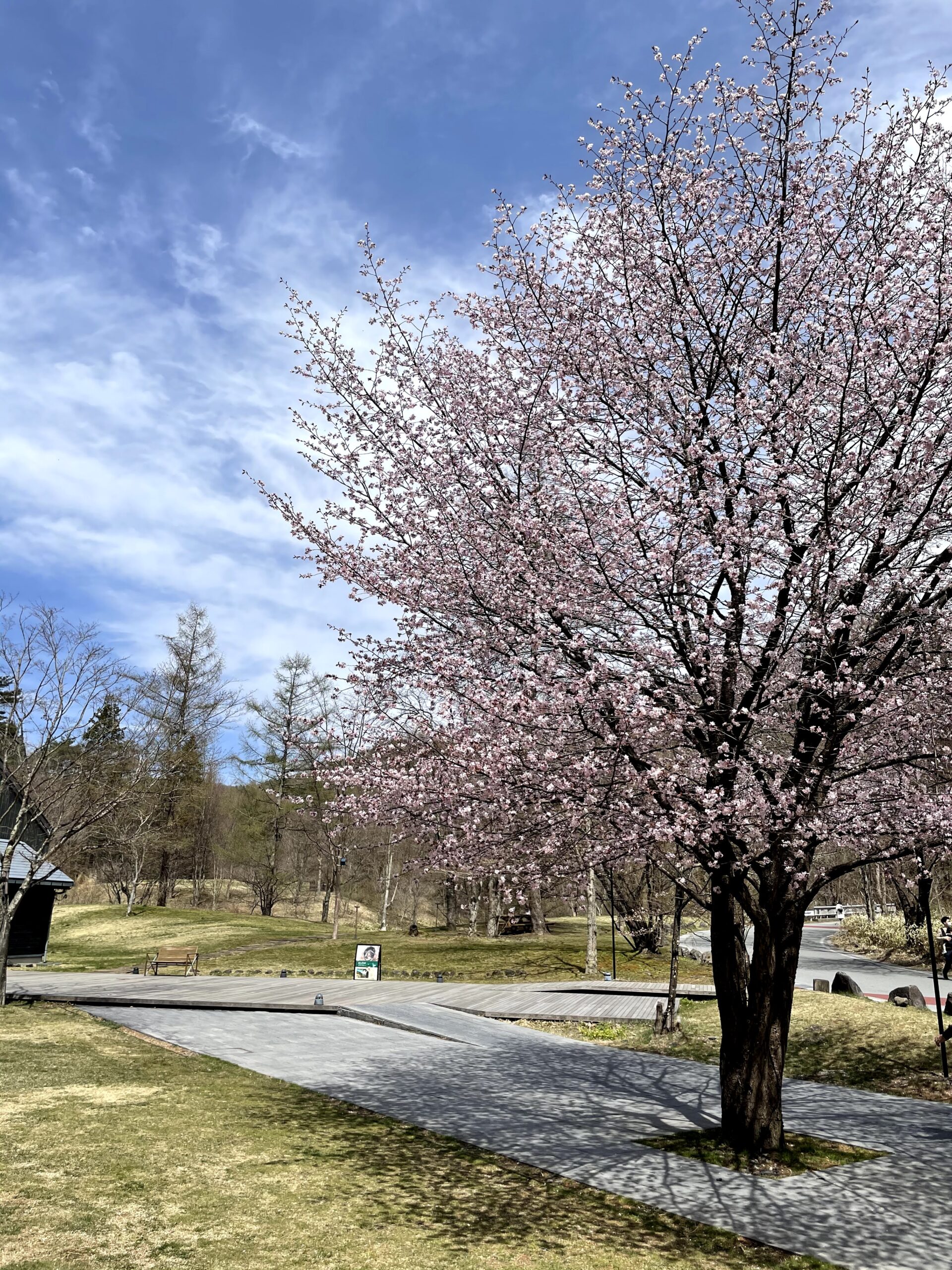 軽井沢の桜は見頃を迎えています！ウキウキする春 | ほほえみ 軽井沢暮らし