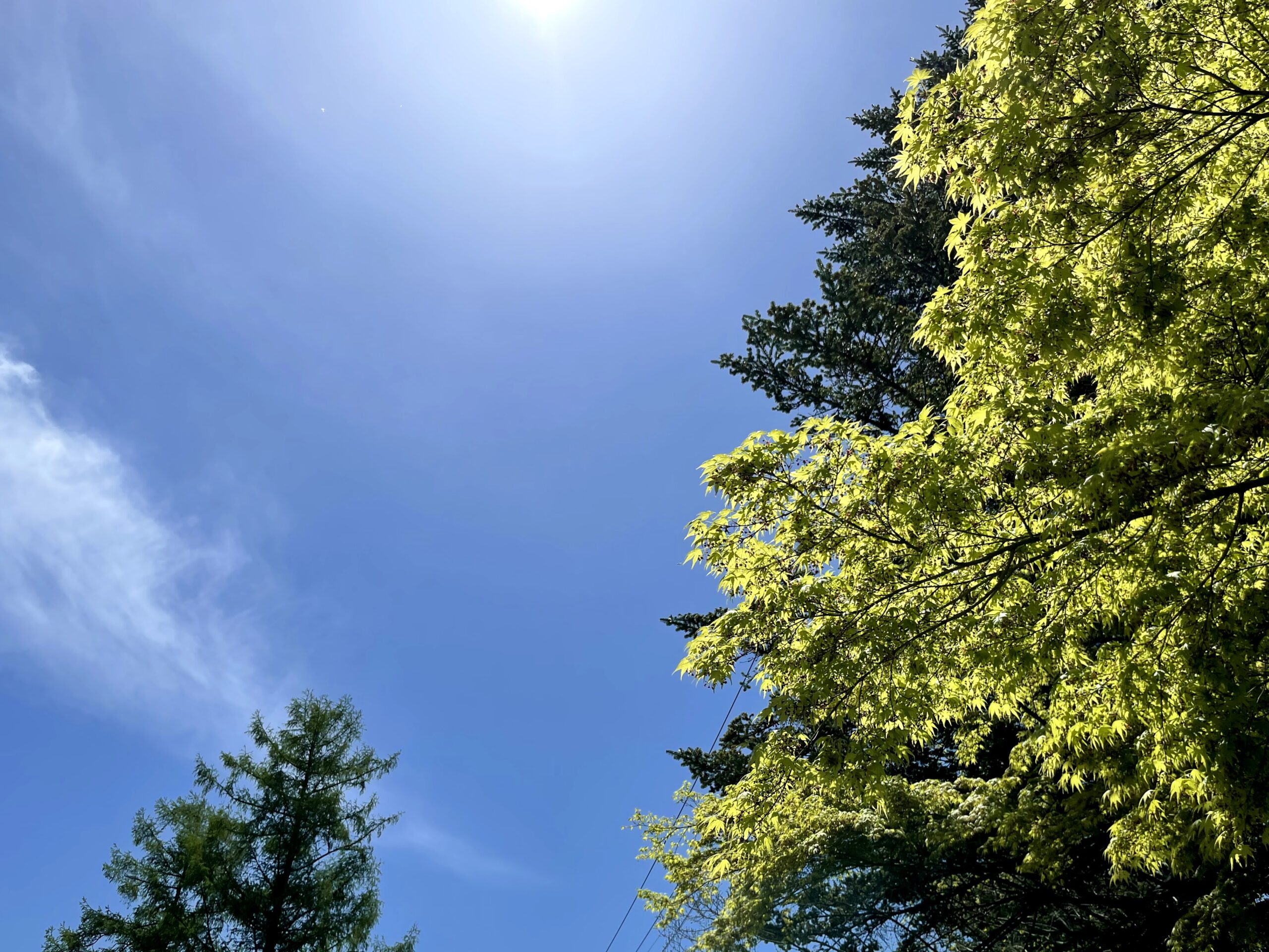 5月の軽井沢は新緑が素晴らしい５