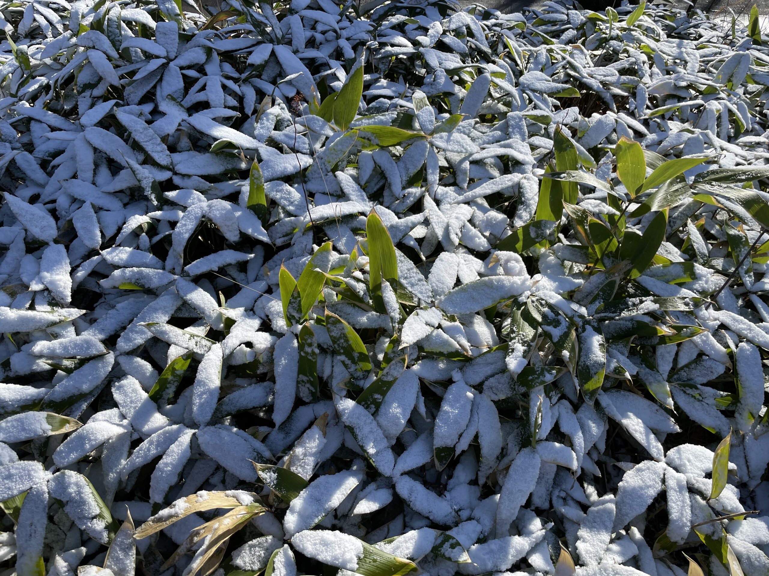 軽井沢の冬のはじまりと雪景色